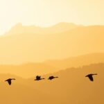 Refugee Entrepreneurship and Immigrant Integration